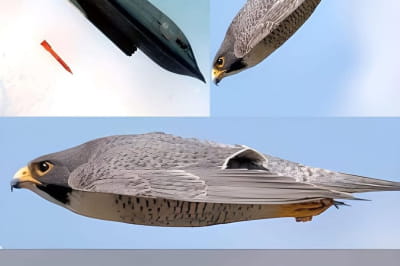 Бомбардувальник В-2 і сапсан