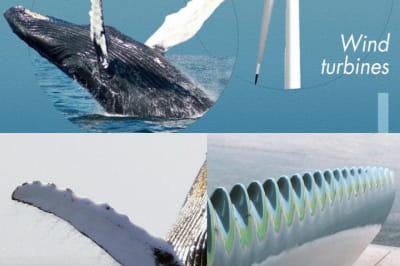 Ветровые турбины копируют ласты горбатых китов, чтобы двигаться более эффективно. Фрэнк Фиш, доктор биологии, нашел выступления на ластах модели горбатого кита, поставив под колебание аэродинамическую теорию. Он применил эту конструкцию к лопастям ветряны