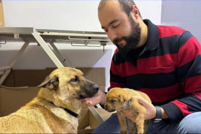 Історія про собак