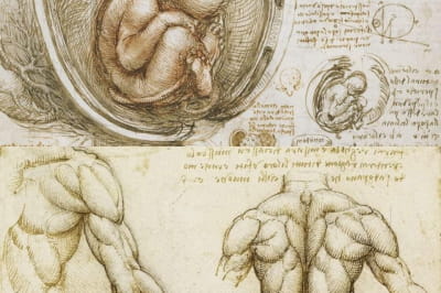 Малюнки із записної книжки Леонардо да Вінчі