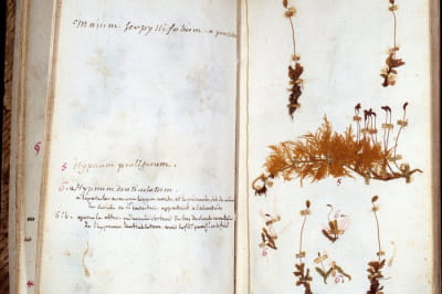 Страницы из гербария Жан-Жака Руссо