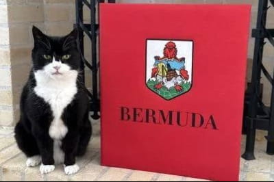 Мышелов кот Пальмерстон 
