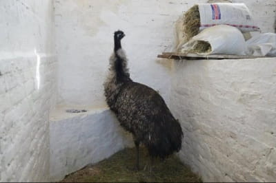 Страус Лакі 