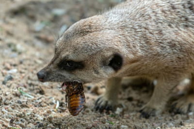 "Згодуй" колишнього сурикатам