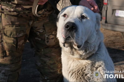 История спасения собаки