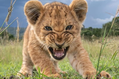 Дика природа