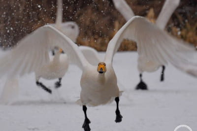 Червонокнижні лебеді-кликуни