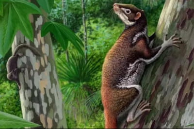 Mixodectes pungens