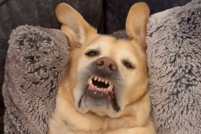 Скріншот із TikTok 