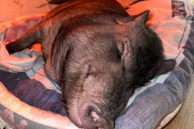 Історія Ненсі