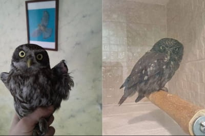 Порятунок сови 