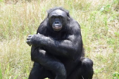 Бонобо Канзі