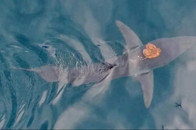 Тандем в океані