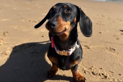 Такса Валері