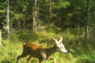 "Карпатский единорог"

