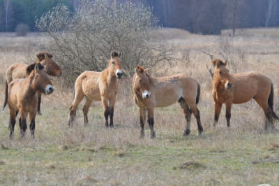 Гибрид между диким конем Пржевальского и домашней кобылой