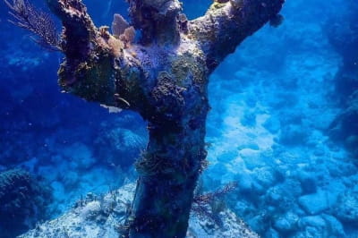 Христос із Безодні, Флорида