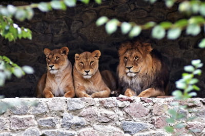 Тварини Київського зоопарку гріються на сонці
