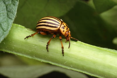 Колорадський жук