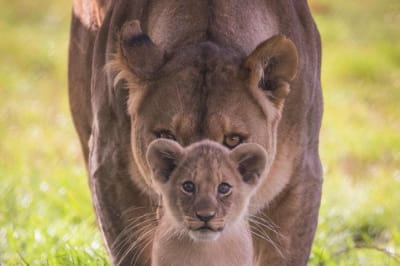 Мамы в дикой природе