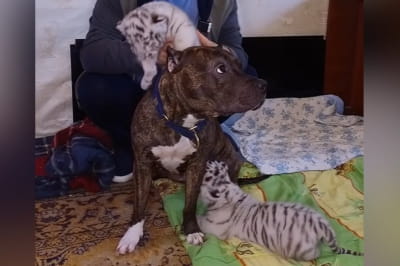 Собака и тигрята 