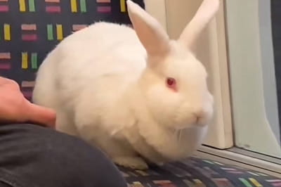 Лондонский кролик