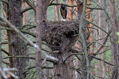 Чорний лелека