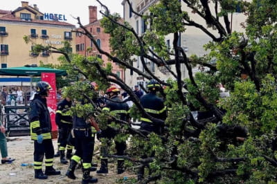 Упавшее дерево в Венеции