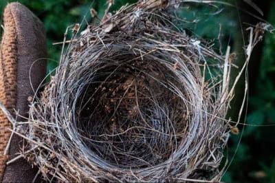 Птичье гнездо из оптоволокна