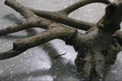 Рога благородного оленя