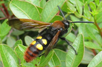 Сколия гигант (Megascolia maculata)