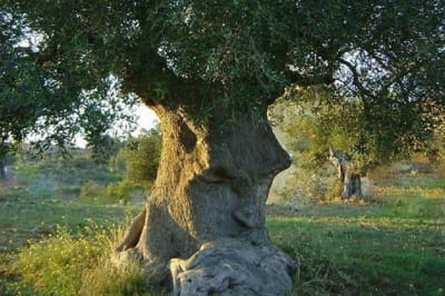 Это оливковое дерево в Апулии, Италия, которое местные жители называют «деревом мышления», по оценкам, ему более 1500 лет.