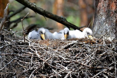 Чорний лелека