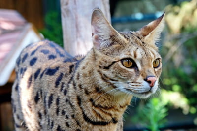 Саванна кішка 