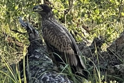 Орлан-білохвостий 