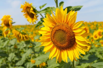 Лето, сонях, жара