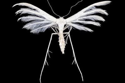 Пальцекрылка