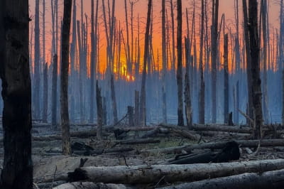Серебрянский лес (2024)