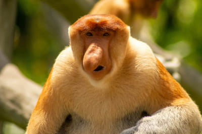 Носатель обыкновенный или люблю (Nasalis larvatus)