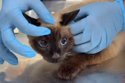 Спасенный котенок