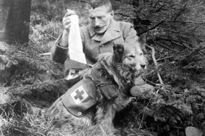 Собаки милосердя, також відомі як собаки-рятувальники або собаки швидкої допомоги, використовувалися під час Першої світової війни для пошуку поранених солдатів на полі бою та надання комфорту тим, хто вмирав.