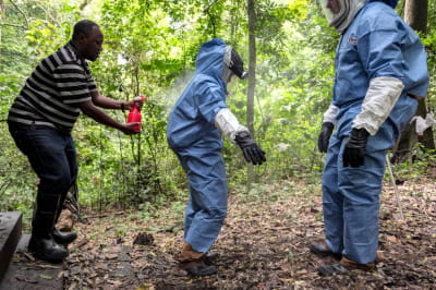 Вчені досліджують вірус Марбург у 2018 році