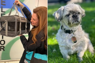 Історія про собаку Олівера