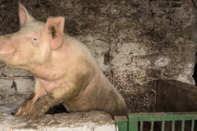 Старовинна будівля