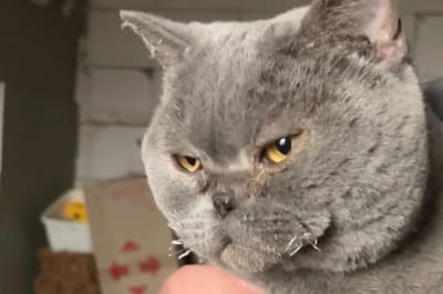 Історія про врятованого кота та зруйнований будинок