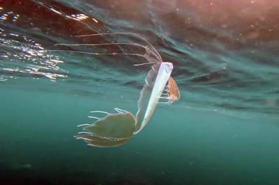 Фото дайвера