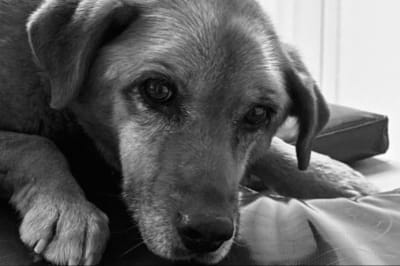 Собака Найда