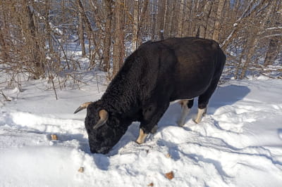 Дикі бики Чорнобиля