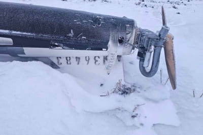 "Гербера" в Молдове