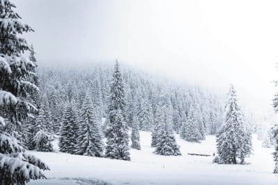 Зимовий ліс